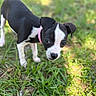 puppy, dog, black_and_white, pink_collar, grass, outdoor, young_dog, curious, pet, canine, nature, closeup, animal, small_dog, playful, fur, ears, snout, greenery, daylight