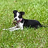 Pickles joined the competition — help win amazing prizes! puppy, dog, grass, outdoor, pet, black_and_white, collar, chewing, young_dog, nature, animal, cute, playful, relaxed, lawn, summer, canine, fur, small_dog, resting