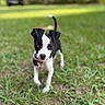 Pickles joined the competition — help win amazing prizes! puppy, dog, black_and_white, grass, outdoor, collar, pet, animal, cute, young, small, nature, sunlight, yard, blurred_background, tree, parked_car, walking, curious, close_up