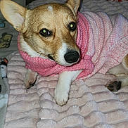 Ellie Mae joined the competition — help win amazing prizes! dog, corgi, pet, animal, pink_sweater, knitted_clothing, blanket, cozy, indoor, cute, lying_down, fur, ears, paw, nose, bedroom, resting, looking, domestic, companion