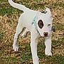 puppy, dog, white_dog, running, grass, outdoor, playful, young_dog, pet, animal, nature, daylight, active, canine, ear, tail, muzzle, collar, brown_patch, walking