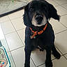 dog, black_dog, orange_collar, indoor, tile_floor, pet, animal, looking_up, sitting, houseplant, furniture, floor_tiles, domestic, cute, companion, canine, portrait, home, pet_accessory, calm