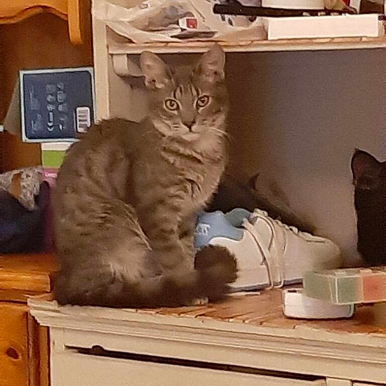 Gribouille participe au concours pour gagner de l'argent avec cette photo : animal, cabinet, cat, closet, clothing, cupboard, desk, drawer, filingcabinet, footwear, furniture, hardwood, indoors, kitten, person, pet, shoe, sleeping, table, wood