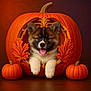 animal, autumn, background, carving, cute, decor, dog, fall, festive, holiday, leaf, orange, pet, portrait, pumpkin, puppy, smiling, still_life, tongue_out, wood