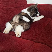 Storm joined the competition — help win amazing prizes! puppy, dog, fluffy, couch, red_couch, indoor, pet, lying_down, tongue_out, relaxed, young_dog, fur, cute, domestic_animal, animal, resting, side_view, white_fur, brown_fur, black_fur