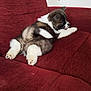 puppy, dog, fluffy, couch, red_couch, indoor, pet, lying_down, tongue_out, relaxed, young_dog, fur, cute, domestic_animal, animal, resting, side_view, white_fur, brown_fur, black_fur