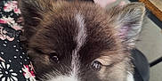 Storm is registered to the contest to win money with this photo: puppy, dog, close_up, face, ears, nose, eyes, floral_pattern, fabric, indoor, table, water_bottle, resting, cute, pet, animal, soft_fur, black_and_white, brown, cozy