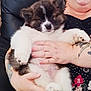 puppy, dog, person, tattoo, smile, black_leather_chair, fluffy, cute, holding, hands, sitting, indoor, table, white, brown, fur, face, happy, cozy, relax