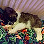 puppy, dog, sleeping, bed, blanket, patterned_blanket, indoor, cozy, fur, cute, pet, resting, animal, paw, colorful, warm_lighting, domestic, young_dog, lying_down, soft
