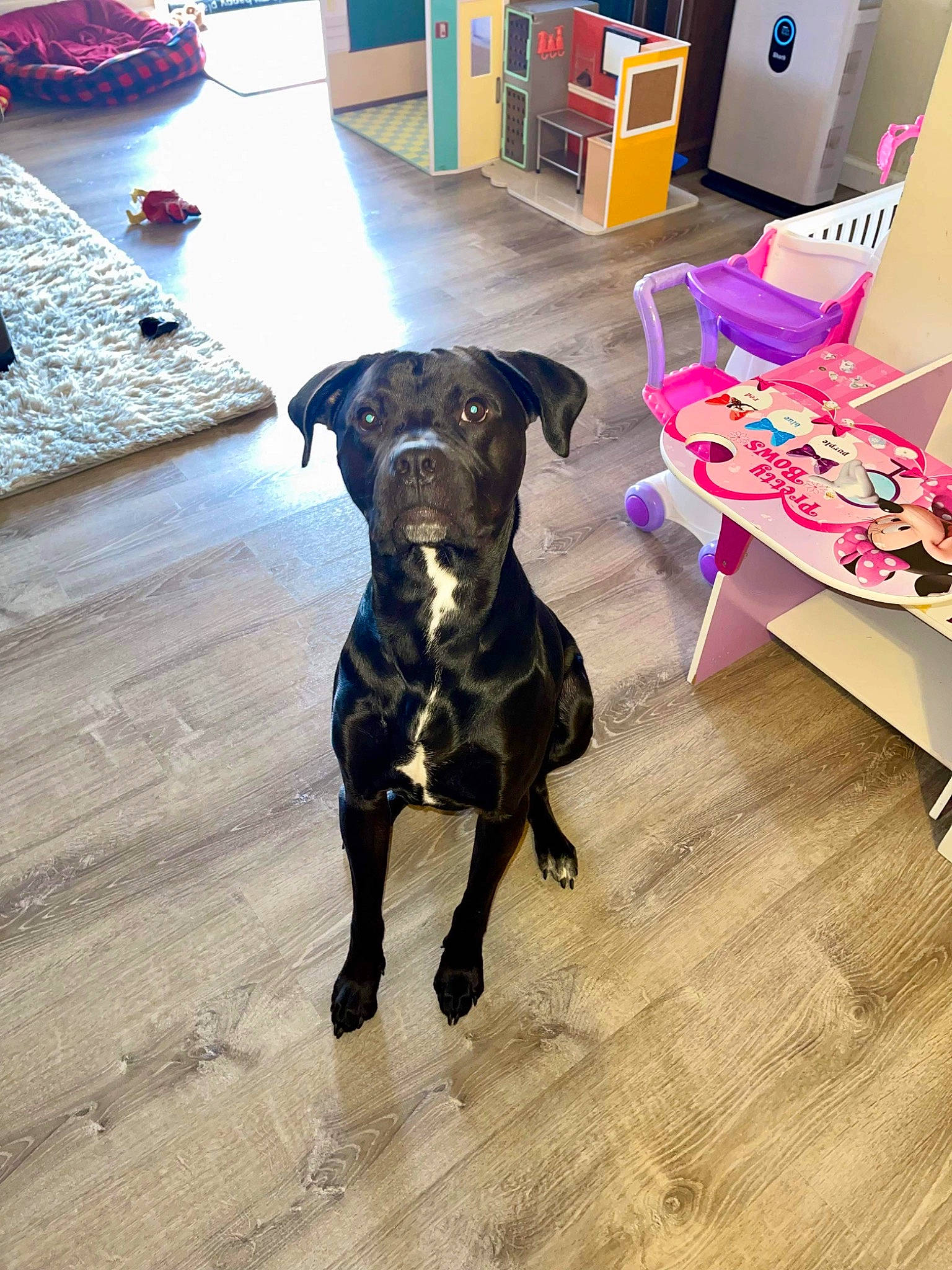 Onyx joined the competition — help win amazing prizes! bookcase, borador, carnivore, chair, companion_dog, dog, dog_breed, fawn, floor, flooring, guard_dog, hardwood, laminate_flooring, snout, sporting_group, table, tail, wood, wood_flooring, working_animal