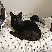 Henry a rejoint le concours — aidez-le/la à gagner de superbes lots ! cat, black_cat, indoor, cushion, patterned, triangle_pattern, yellow_eyes, relaxed, pet, feline, fur, resting, domestic_animal, household, soft, comfort, bedroom, books, bag, quiet
