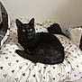 cat, black_cat, indoor, cushion, patterned, triangle_pattern, yellow_eyes, relaxed, pet, feline, fur, resting, domestic_animal, household, soft, comfort, bedroom, books, bag, quiet