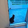 Henry a rejoint le concours — aidez-le/la à gagner de superbes lots ! cat, black_cat, balcony, tiles, outdoor, building, trees, potted_plant, doorframe, quiet, sitting, animal, pet, daytime, nature, relaxing, still_life, home, feline, back_view