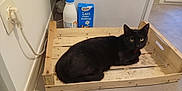 Henry participe au concours pour gagner de l'argent avec cette photo : black_cat, cat, wooden_crate, milk_carton, milk_bottle, floor, tile_floor, indoor, pet, animal, feline, domestic_cat, resting, looking_at_camera, corner, household, kitchen, wall, plug_socket, cord