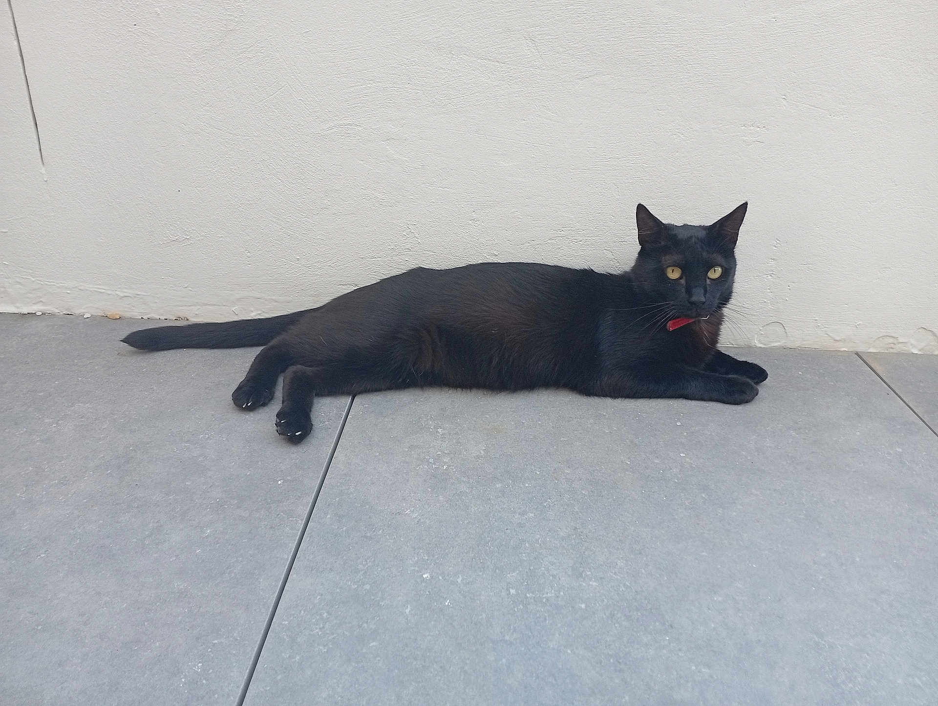 Henry participe au concours pour gagner de l'argent avec cette photo : black_cat, cat, animal, pet, collar, indoor, floor, tile_floor, white_wall, relaxing, lying_down, feline, whiskers, ears, tail, yellow_eyes, domestic_cat, quiet, calm, side_view