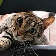 Zélie participe au concours pour gagner de l'argent avec cette photo : cat, tabby, feline, animal, pet, close_up, portrait, face, eyes, whiskers, ears, nose, fur, striped, curious, wide_eyed, indoor, chair, playful, photography