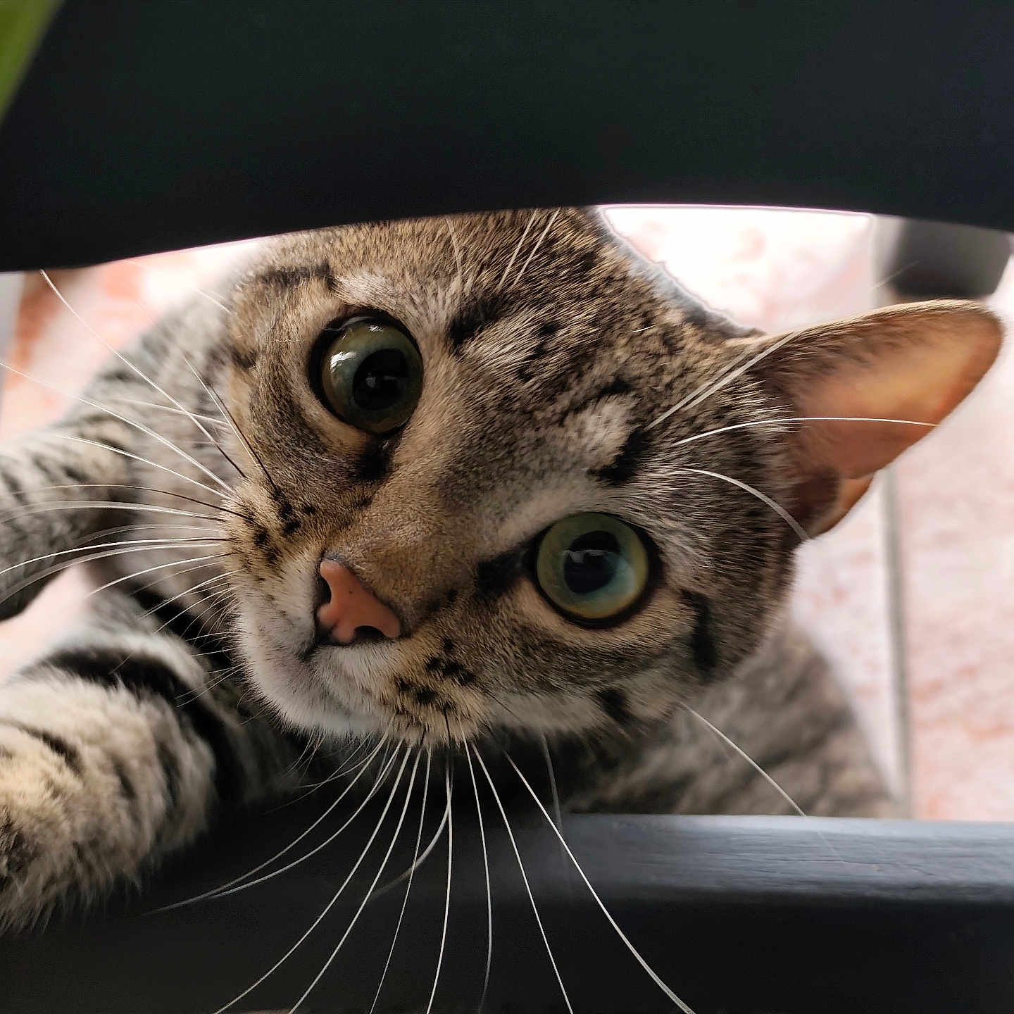 Zélie participe au concours pour gagner de l'argent avec cette photo : cat, tabby, feline, animal, pet, close_up, portrait, face, eyes, whiskers, ears, nose, fur, striped, curious, wide_eyed, indoor, chair, playful, photography