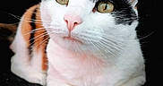 Vénus a rejoint le concours — aidez-le/la à gagner de superbes lots ! cat, animal, pet, black_and_white, tuxedo_cat, feline, whiskers, green_eyes, pink_nose, pointed_ears, fluffy, short_hair, lying_down, front_paws, close_up, portrait, dark_background, indoor, cute, alert