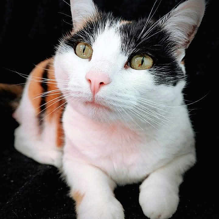 Vénus a rejoint le concours — aidez-le/la à gagner de superbes lots ! cat, animal, pet, black_and_white, tuxedo_cat, feline, whiskers, green_eyes, pink_nose, pointed_ears, fluffy, short_hair, lying_down, front_paws, close_up, portrait, dark_background, indoor, cute, alert