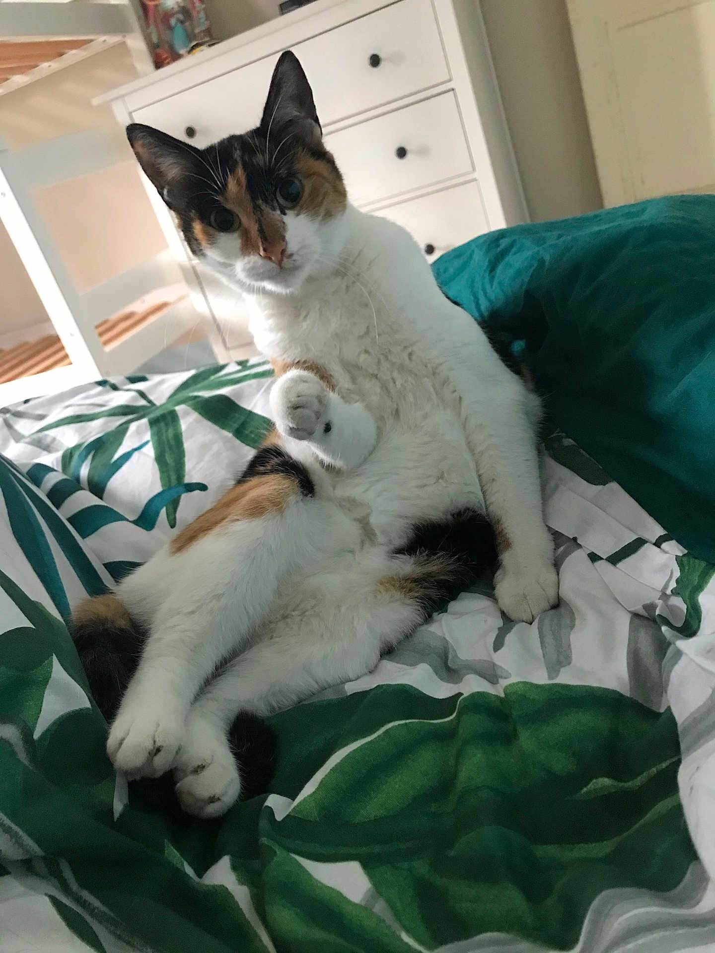 Rose participe au concours pour gagner de l'argent avec cette photo : cat, calico, pet, bed, bedding, leaf_pattern, furniture, drawer, indoor, curious, animal, whiskers, paw, relaxed, cute, domestic, feline, resting, household, cozy