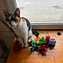 cat, calico_cat, toy_plants, wooden_table, window, natural_light, indoor, pet, animal, curious, sitting, green, red, purple, orange, white, black, decor, background, floor