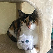 Rose a rejoint le concours — aidez-le/la à gagner de superbes lots ! cat, calico, pet, animal, toy, stuffed_animal, plush, feline, indoor, cozy, cat_tree, fur, whiskers, cute, closeup, claw, face, eyes, paws, resting