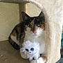 cat, calico, pet, animal, toy, stuffed_animal, plush, feline, indoor, cozy, cat_tree, fur, whiskers, cute, closeup, claw, face, eyes, paws, resting