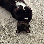 Lou is registered to the contest to win money with this photo: animal, black_cat, cat, close_up, concrete, curious_eyes, cute, domestic_cat, feline, fur, lying_down, outdoor, paws_curled, pet, playful, resting, texture, upside_down, whiskers, white_patch