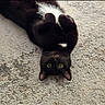 animal, black_cat, cat, close_up, concrete, curious_eyes, cute, domestic_cat, feline, fur, lying_down, outdoor, paws_curled, pet, playful, resting, texture, upside_down, whiskers, white_patch