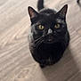 black_cat, cat, pet, animal, indoor, wooden_floor, yellow_eyes, fur, whiskers, looking_up, curious, close_up, domestic_cat, mammal, feline, portrait, house_pet, soft_light, blurred_background, focused_gaze