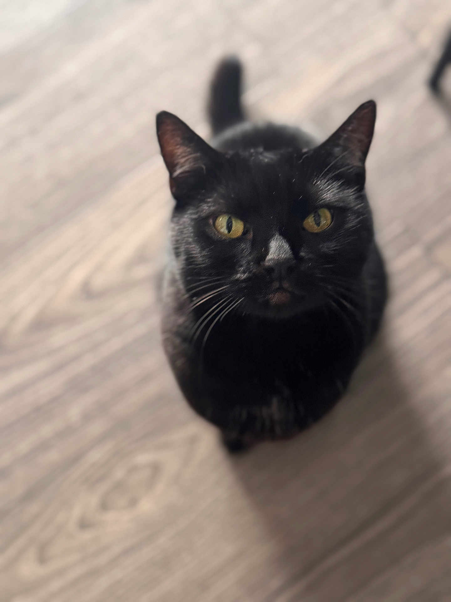 Arwen