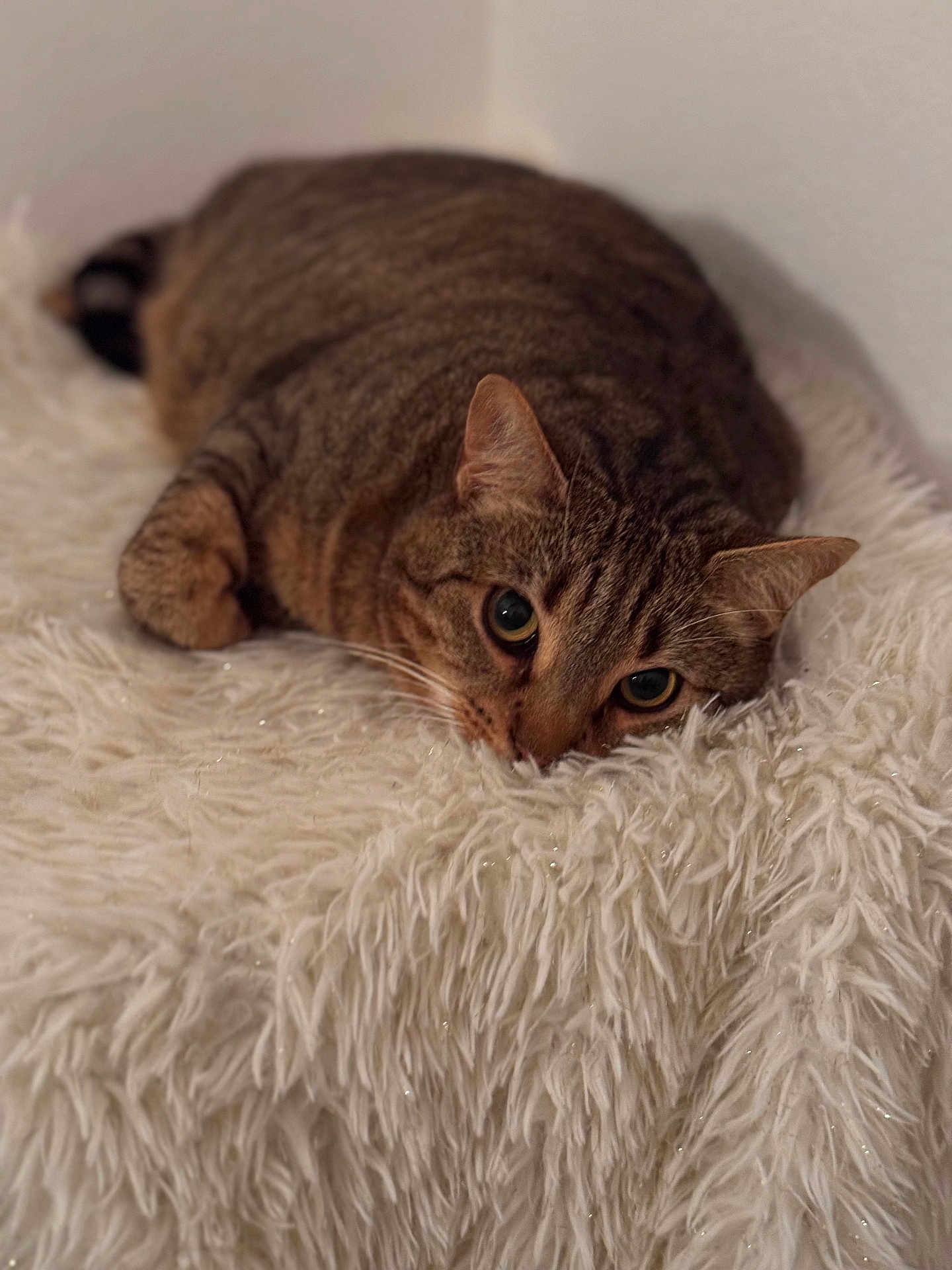 Grigri participe au concours pour gagner de l'argent avec cette photo : cat, tabby, fluffy_blanket, indoor, pet, feline, fur, whiskers, ears, lying_down, cozy, curious_eyes, closeup, soft_texture, relaxed, domestic_cat, animal, cute, home, resting