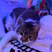 Robin participe au concours pour gagner de l'argent avec cette photo : animal, blanket, cat, closeup, cozy, cute, ears, face, feline, festive, holiday_decorations, indoor, pet, playful, purple_light, relaxed, soft_texture, tabby_cat, toy_train_track, whiskers