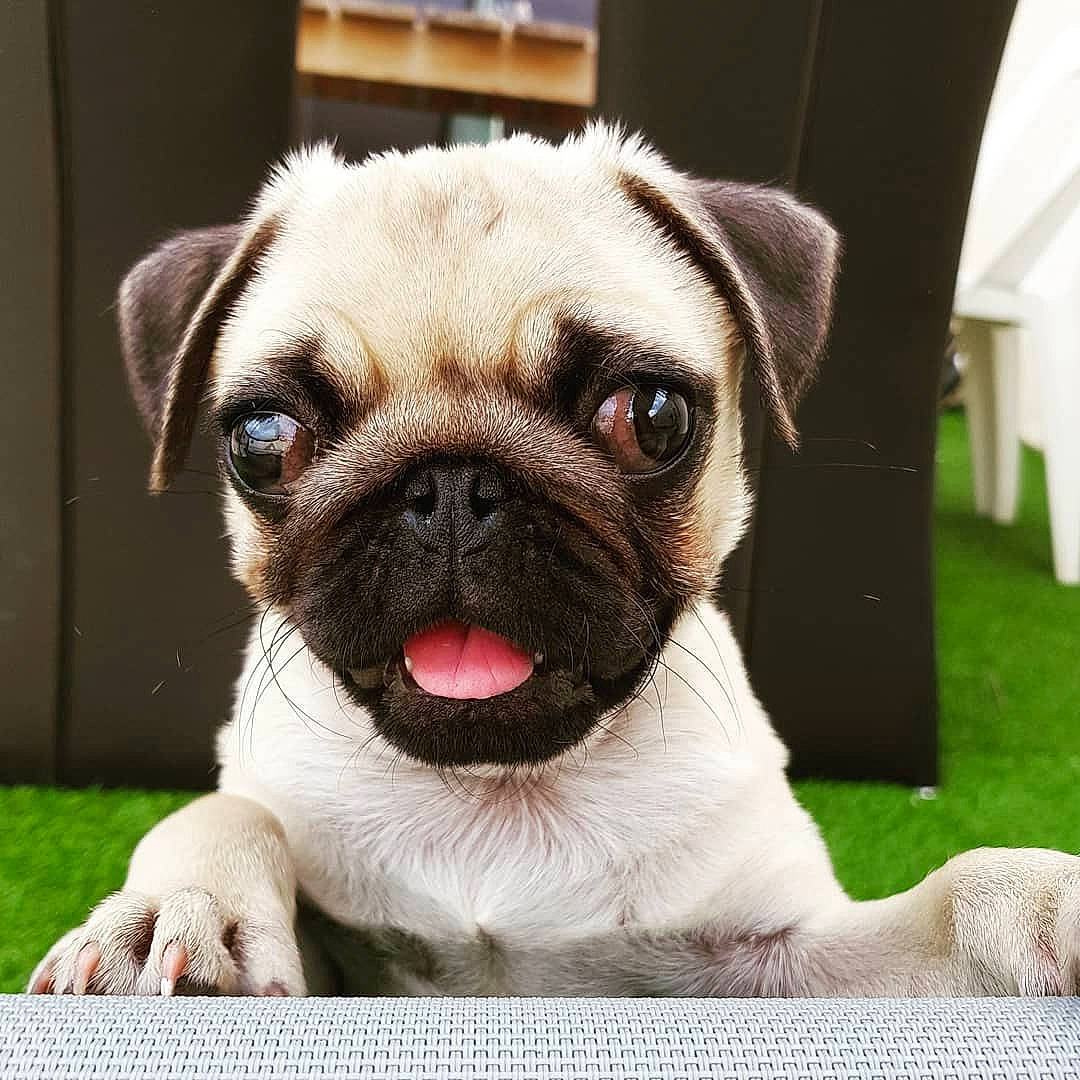 Agrid participe au concours pour gagner de l'argent avec cette photo : canidae, carnivore, close_up, companion_dog, dog, dog_breed, eye, fawn, grass, mammal, nose, pug, puppy, skin, snout, sporting_group, tongue, toy_dog, vertebrate, whiskers