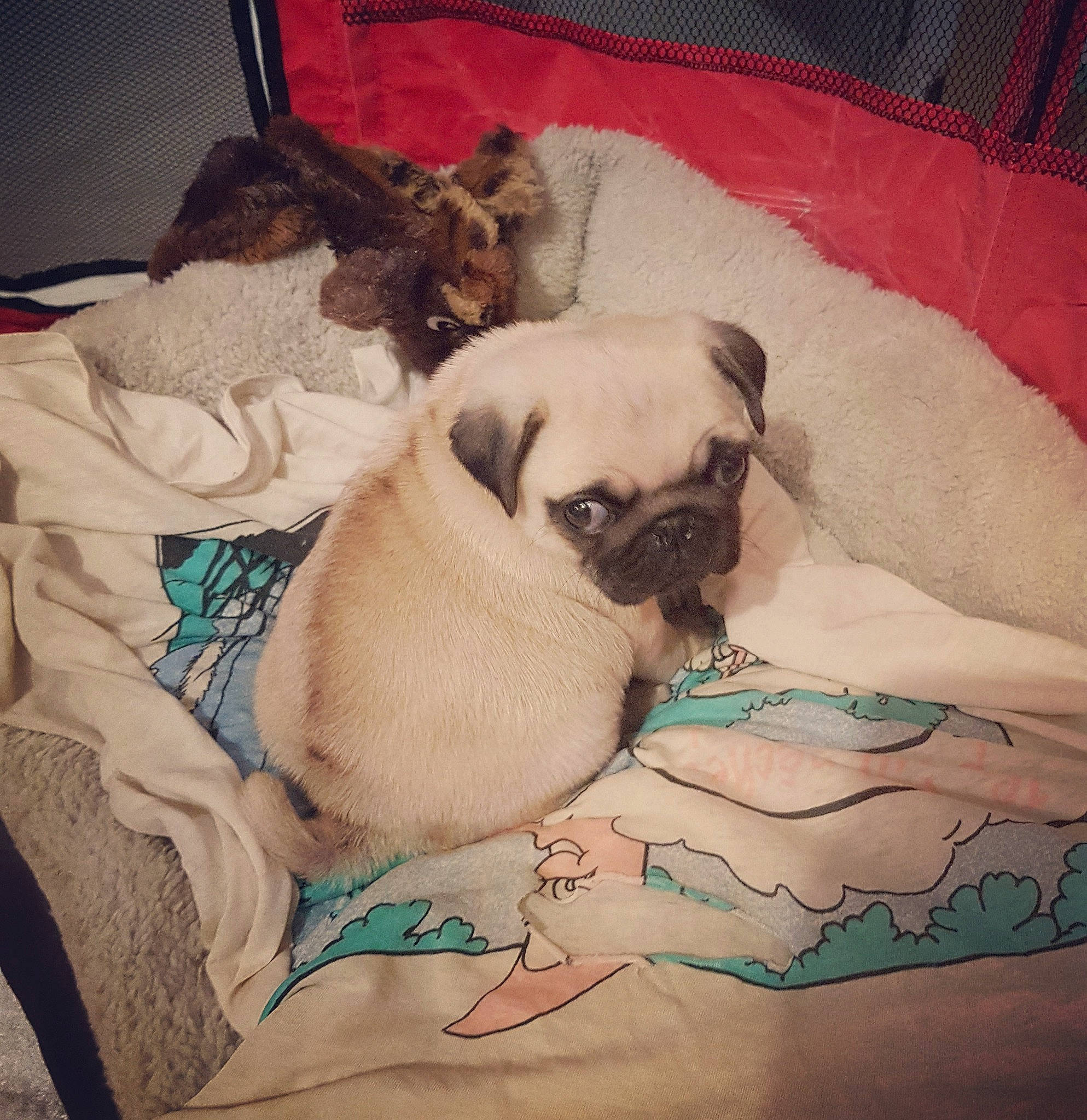 Agrid a rejoint le concours — aidez-le/la à gagner de superbes lots ! canidae, carnivore, companion_dog, dog, dog_breed, fawn, mammal, nap, pug, puppy, puppy_love, skin, snout, toy_dog, vertebrate