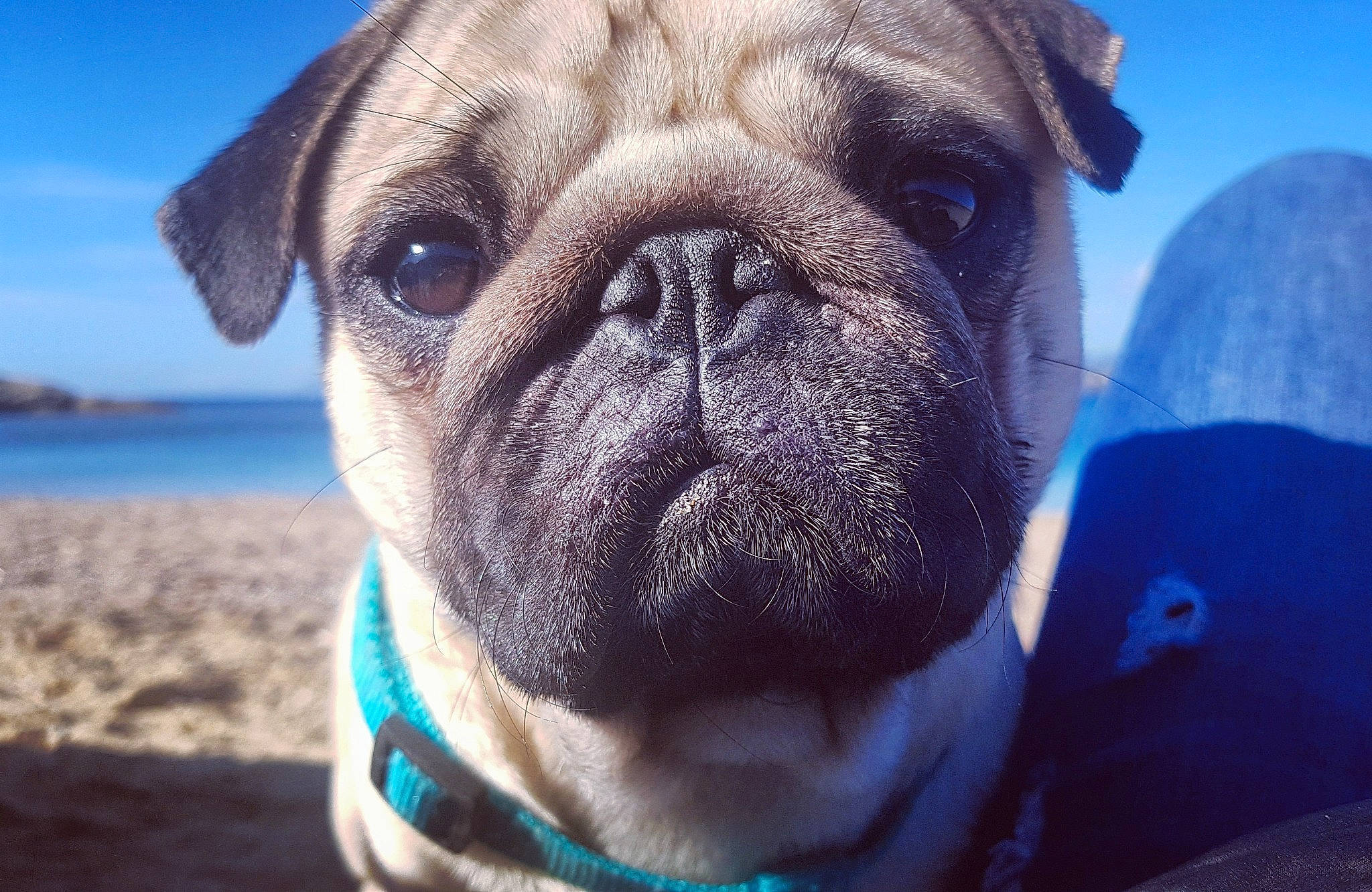 Agrid participe au concours pour gagner de l'argent avec cette photo : ancient_dog_breeds, australian_bulldog, british_bulldogs, bulldog, canidae, carnivore, companion_dog, dog, dog_breed, fawn, mammal, non_sporting_group, old_english_bulldog, pug, snout, toy_bulldog, toy_dog, valley_bulldog, vertebrate, wrinkle