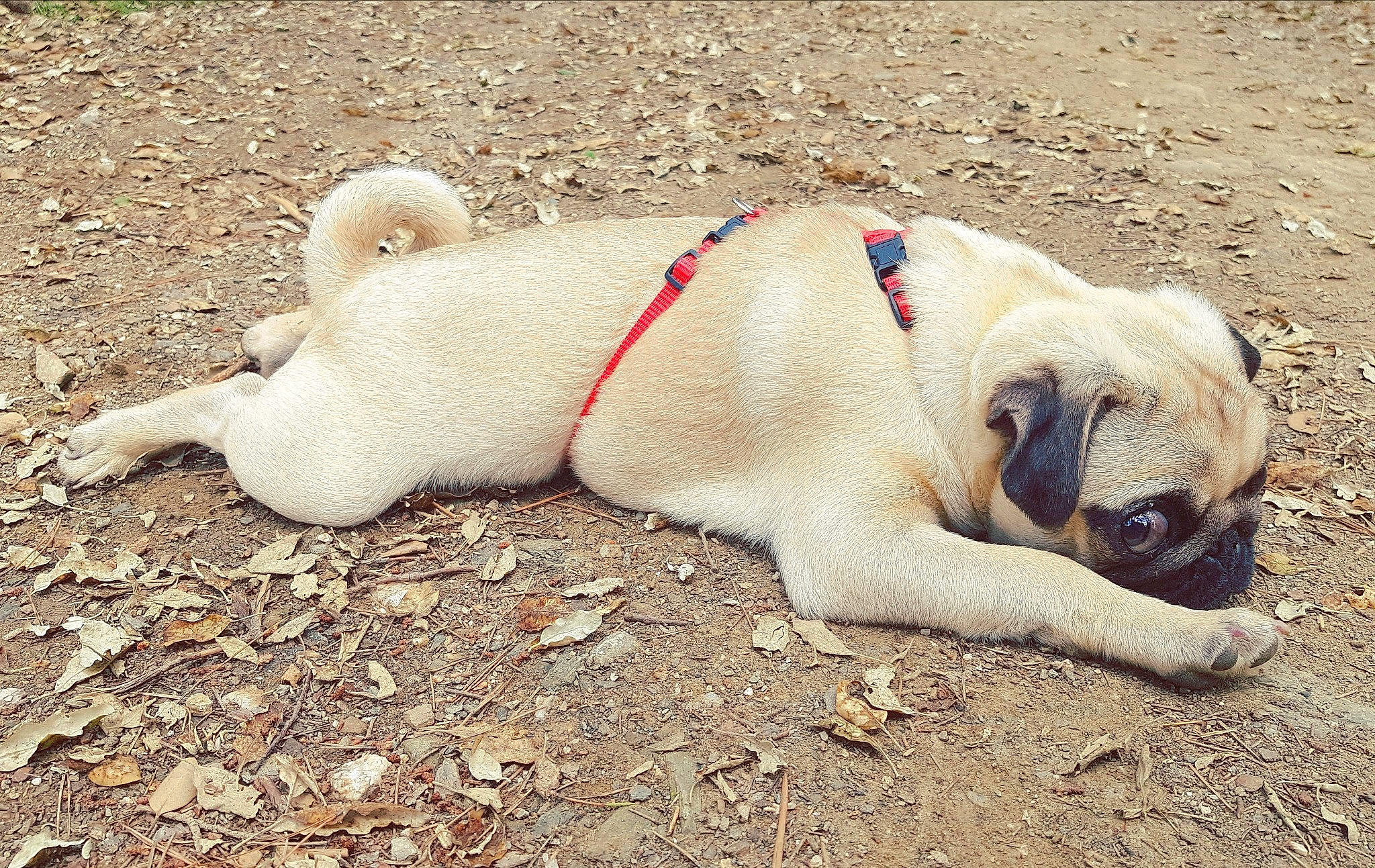 Agrid a rejoint le concours — aidez-le/la à gagner de superbes lots ! canidae, carnivore, companion_dog, dog, dog_breed, fawn, grass, mammal, pug, puggle, puppy, puppy_love, snout, tail, toy_dog, vertebrate