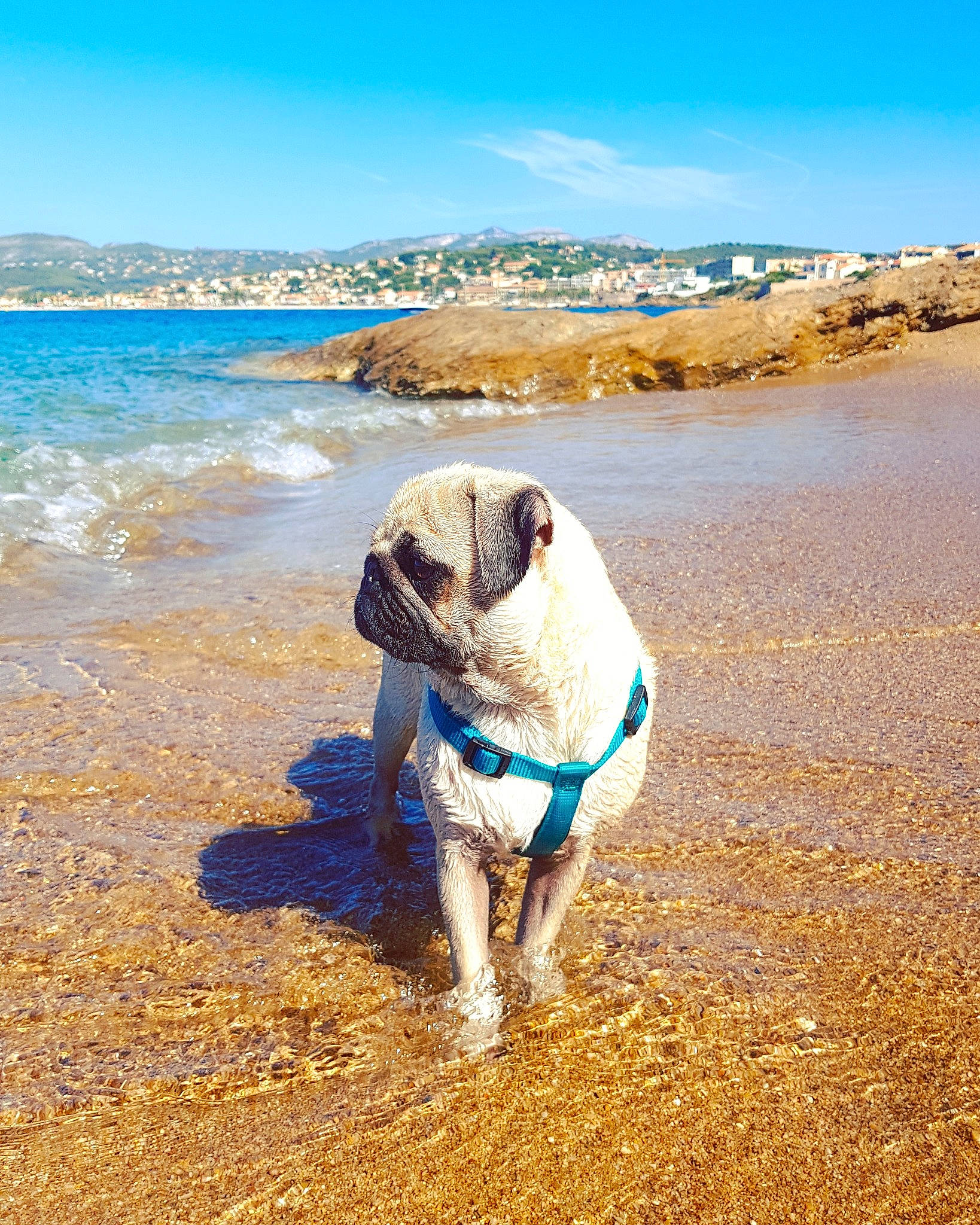 Agrid a rejoint le concours — aidez-le/la à gagner de superbes lots ! adventure, american_bulldog, beach, bulldog, canidae, carnivore, coast, dog, dog_breed, dog_walking, fawn, non_sporting_group, ocean, olde_english_bulldogge, sand, sea, sporting_group, vacation