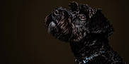 Bentley M joined the competition — help win amazing prizes! dog, black_dog, portrait, close_up, curly_fur, collar, pet_tag, looking_up, animal, domestic_animal, mammal, side_profile, indoor, dark_background, fur, canine, pet, alert, focused, whiskers