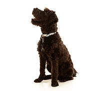 Bentley M joined the competition — help win amazing prizes! dog, black_dog, curly_fur, collar, pet, animal, sitting, studio, white_background, looking_up, fur, canine, domestic_animal, mammal, cute, portrait, isolated, friendly, alert, tag