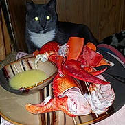 Geddy Lee is registered to the contest to win money with this photo: cat, tuxedo_cat, lobster, seafood, plate, bowl, butter_sauce, food, table, indoor, wooden_background, curious, pet, animal, meal, claws, pink_towel, dining, domestic_cat, closeup