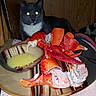 cat, tuxedo_cat, lobster, seafood, plate, bowl, butter_sauce, food, table, indoor, wooden_background, curious, pet, animal, meal, claws, pink_towel, dining, domestic_cat, closeup