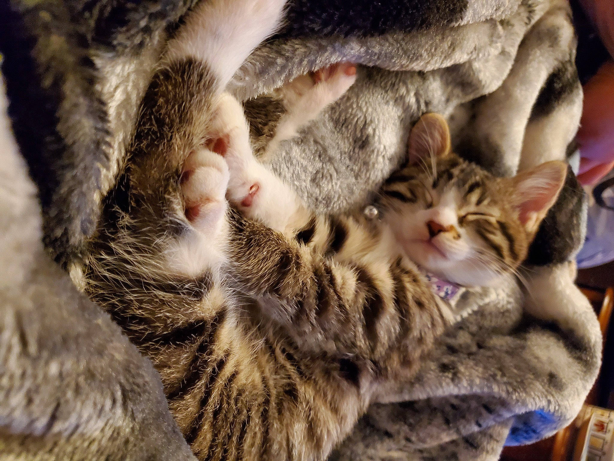 Nikko is registered to the contest to win money with this photo: carnivore, cat, claw, comfort, domestic_short_haired_cat, fawn, felidae, fur, nap, paw, sleep, small_to_medium_sized_cats, snout, tail, terrestrial_animal, tree, whiskers, wildlife