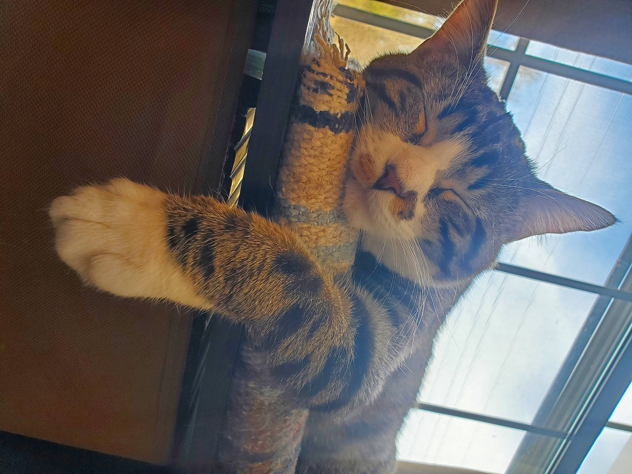 Nikko joined the competition — help win amazing prizes! art, carnivore, cat, claw, domestic_short_haired_cat, electric_blue, felidae, foot, fur, gesture, metal, pattern, paw, small_to_medium_sized_cats, snout, tail, whiskers, window