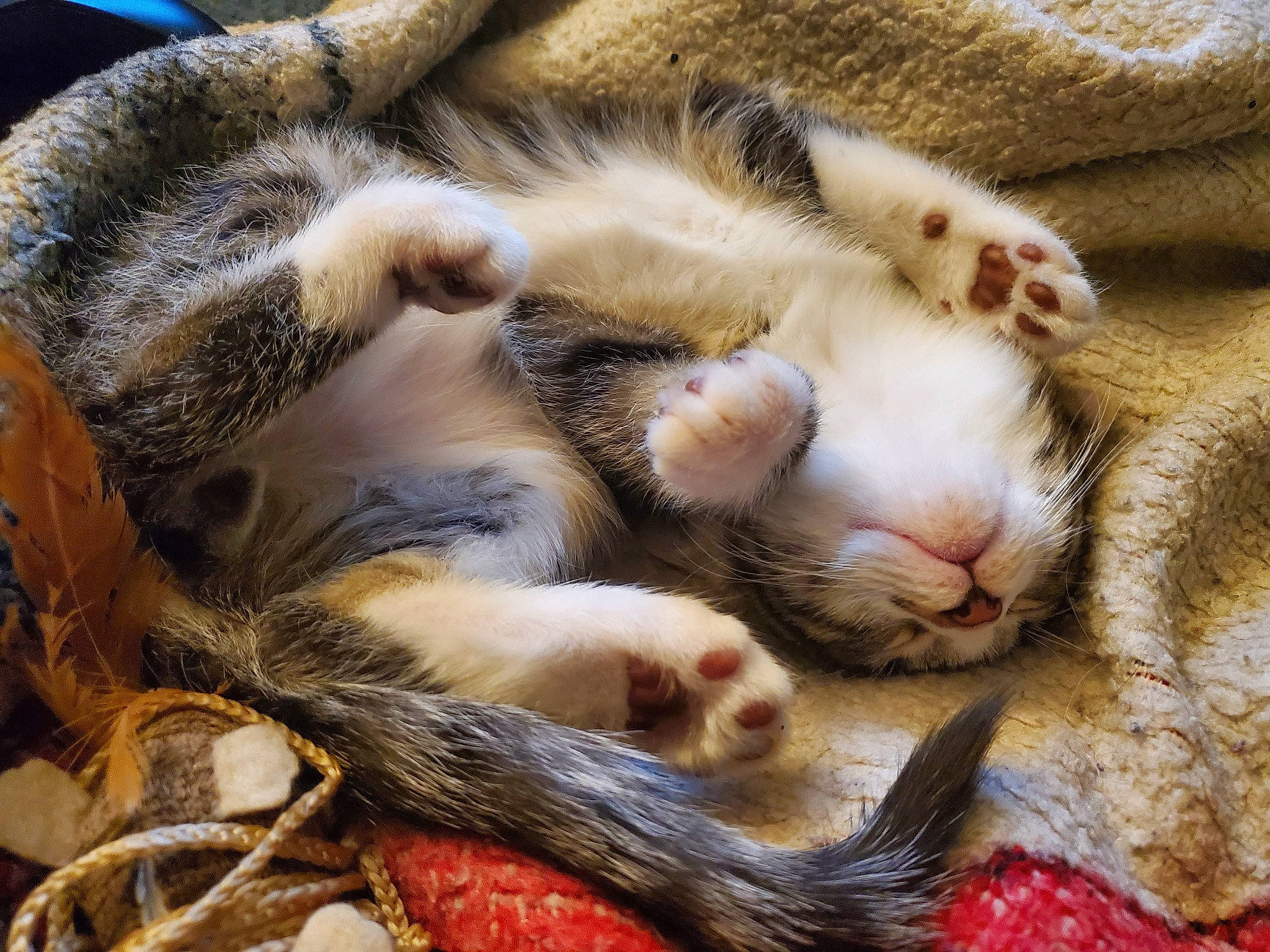 Nikko is registered to the contest to win money with this photo: carnivore, cat, claw, close_up, comfort, domestic_short_haired_cat, fawn, felidae, fur, grass, nap, paw, sleep, small_to_medium_sized_cats, snout, tail, terrestrial_animal, whiskers, wildlife