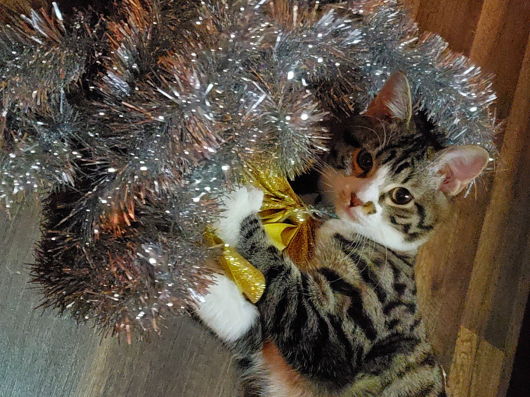 Nikko joined the competition — help win amazing prizes! big_cats, carnivore, cat, claw, conifer, domestic_short_haired_cat, fawn, felidae, fur, natural_material, paw, small_to_medium_sized_cats, snout, tail, terrestrial_animal, tree, twig, whiskers