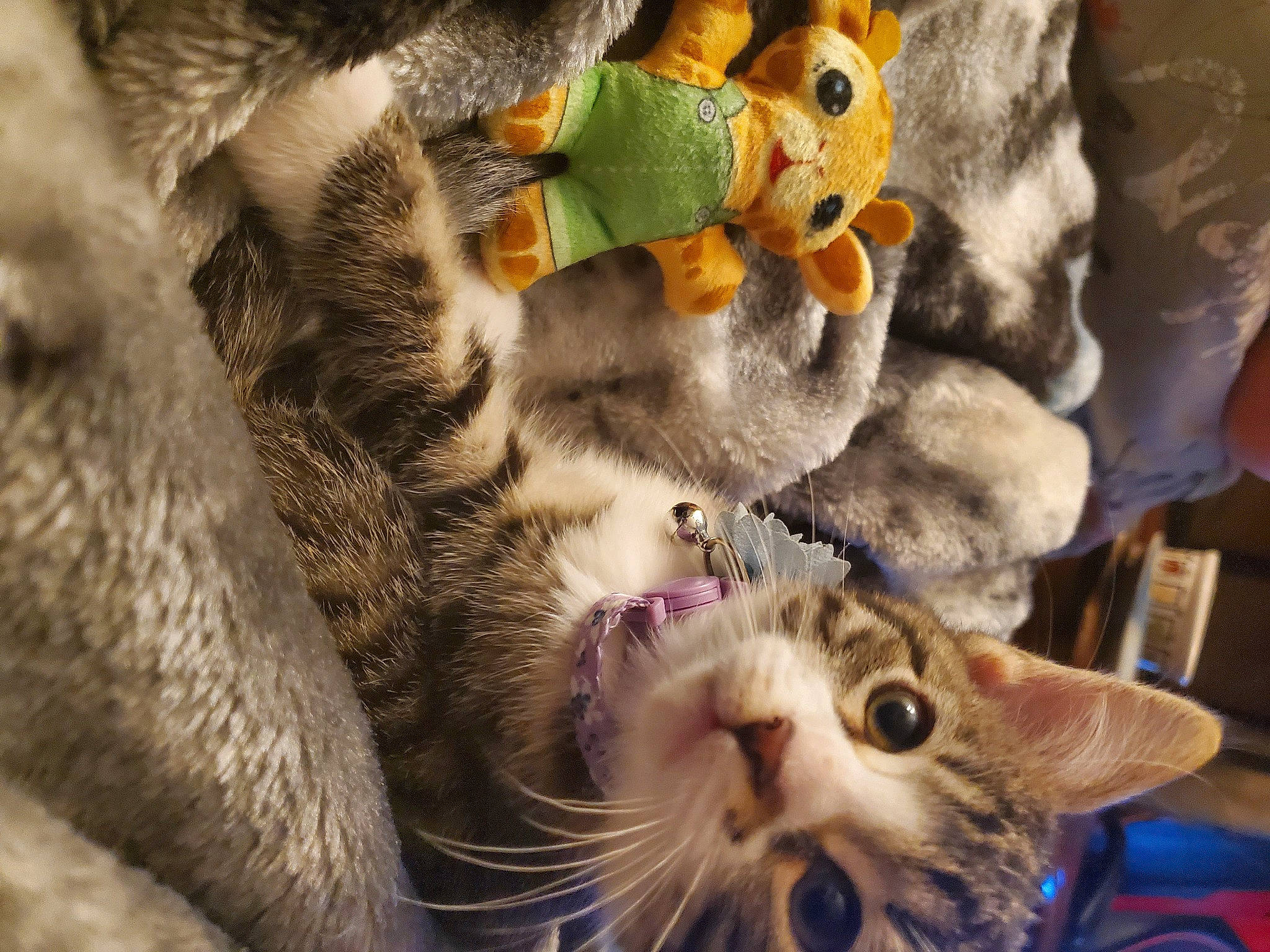 Nikko is registered to the contest to win money with this photo: art, carnivore, cat, claw, close_up, domestic_short_haired_cat, fawn, felidae, fur, organism, paw, plant, small_to_medium_sized_cats, snout, tail, toy, tree, vertebrate, whiskers, wildlife