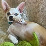 Kai is registered to the contest to win money with this photo: dog, small_dog, ears, paw, blanket, plush_toy, green_toy, pet, cute, lying_down, cozy, indoor, resting, fur, animal, playful, close_up, relaxed, collar, white_and_tan