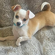 Kai is registered to the contest to win money with this photo: dog, small_dog, puppy, pet, collar, lying_down, blanket, furry_texture, cozy, indoor, cute, animal, canine, relaxed, fur, white, brown, tail, ear, curious