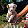 Kai is registered to the contest to win money with this photo: puppy, dog, animal, pet, cute, white, tan, hands, tattoo, outdoor, grass, sunlight, garden, fence, person, holding, small, young, summer, colorful